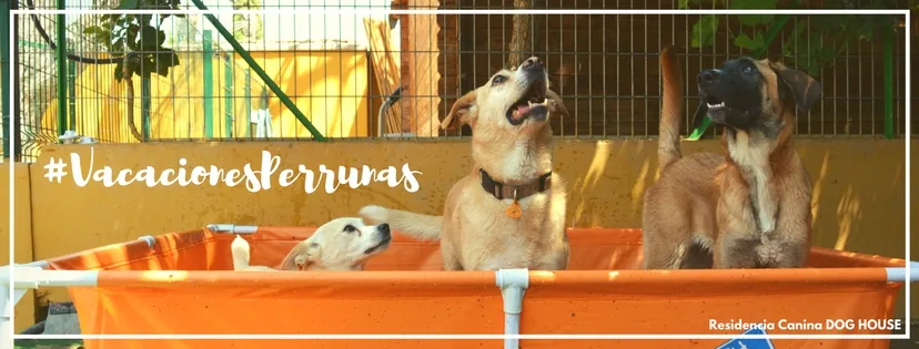Residencia Canina Dog House - Andalusia pet otel görseli 2