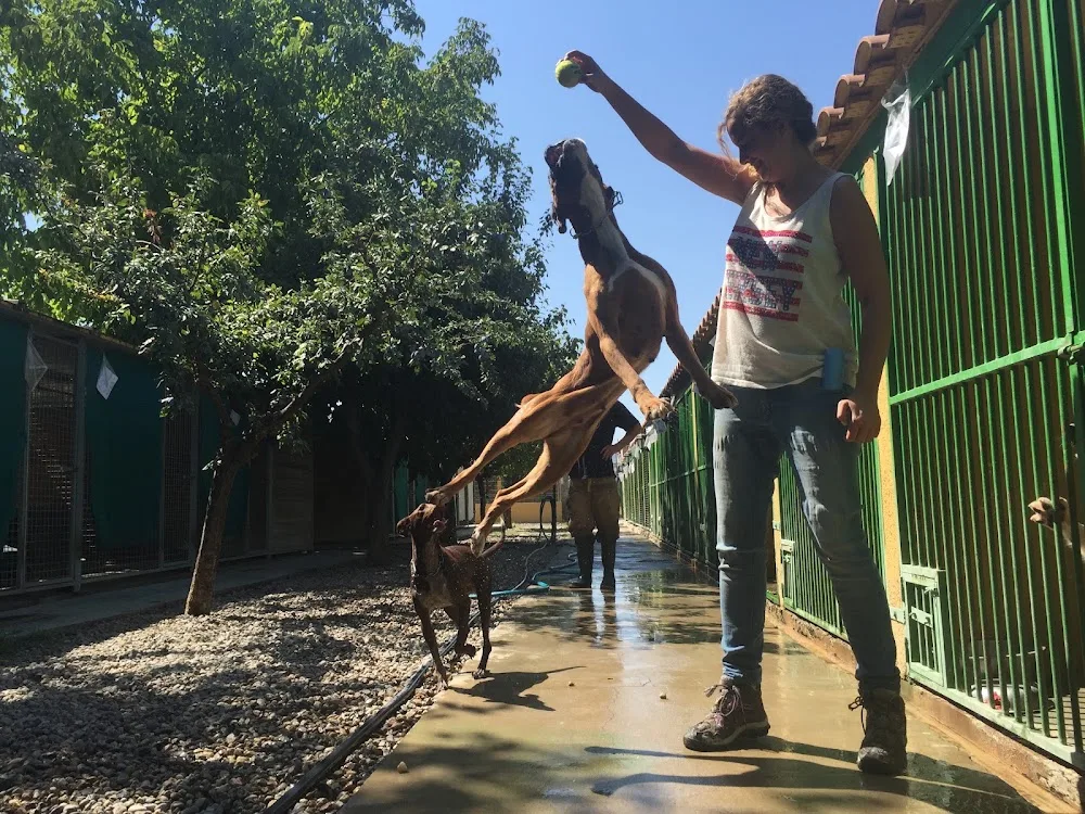 Residencia Canina Dog House - Andalusia pet otel görseli 3