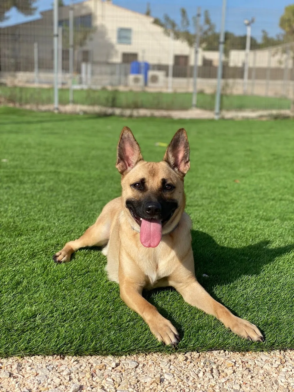 SilkyCan | Resort Canino - Andalusia pet otel