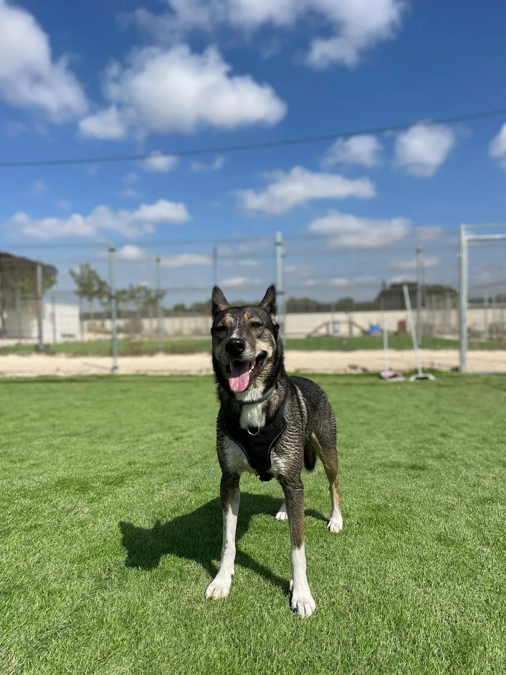 SilkyCan | Resort Canino - Andalusia pet otel görseli 3
