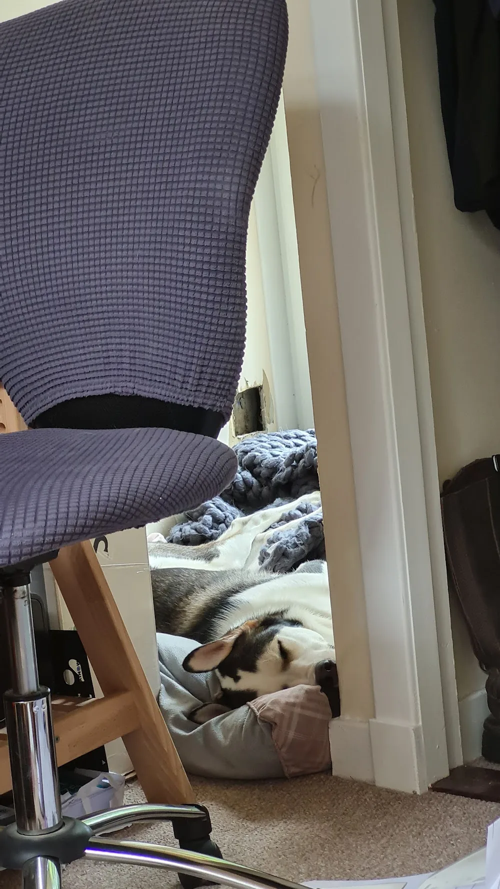 Balhall Boarding kennels brechin angus - Angus pet otel