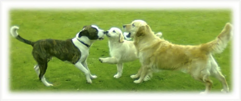 Val Pat Cyn Canine Services - Angus pet otel