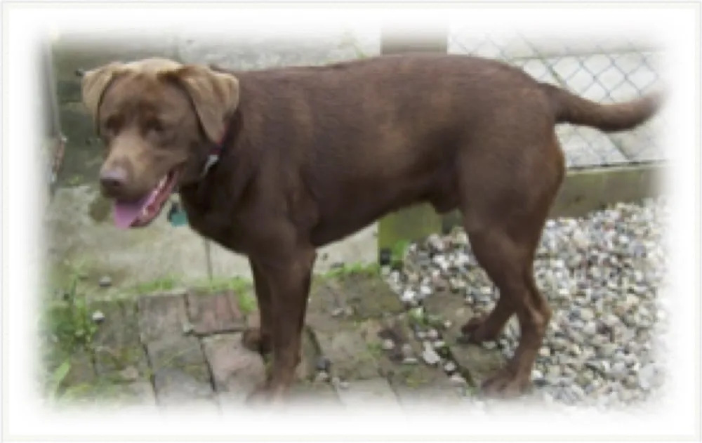 Val Pat Cyn Canine Services - Angus pet otel görseli 3