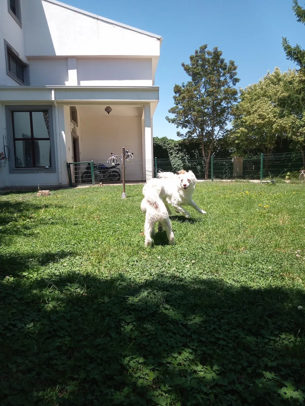 Ankara-Elvis Köpek Eğitim Merkezi-Otel (Küçük Irklara Özel) - Ankara pet otel