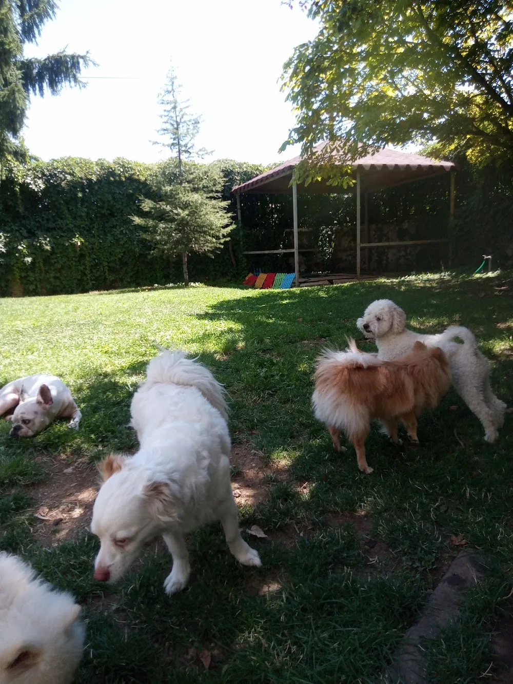Ankara-Elvis Köpek Eğitim Merkezi-Otel (Küçük Irklara Özel) - Ankara pet otel görseli 3