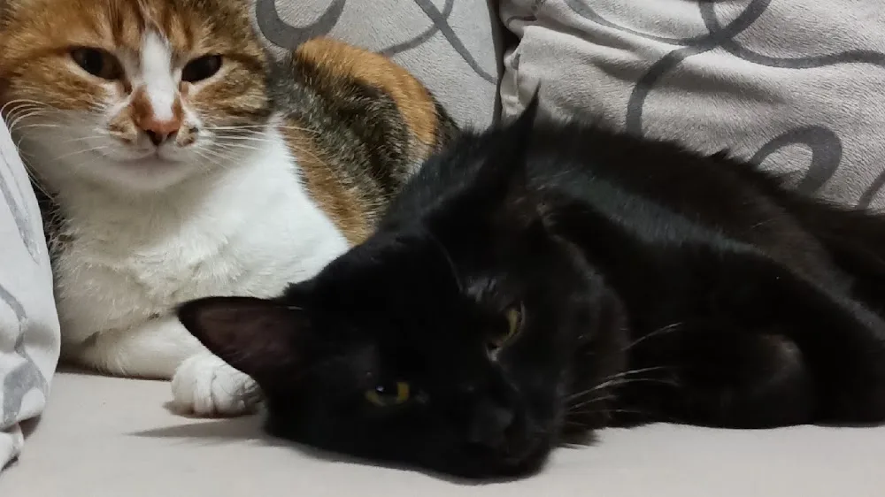 Ankara Kedi Pansiyonu - Ankara pet otel