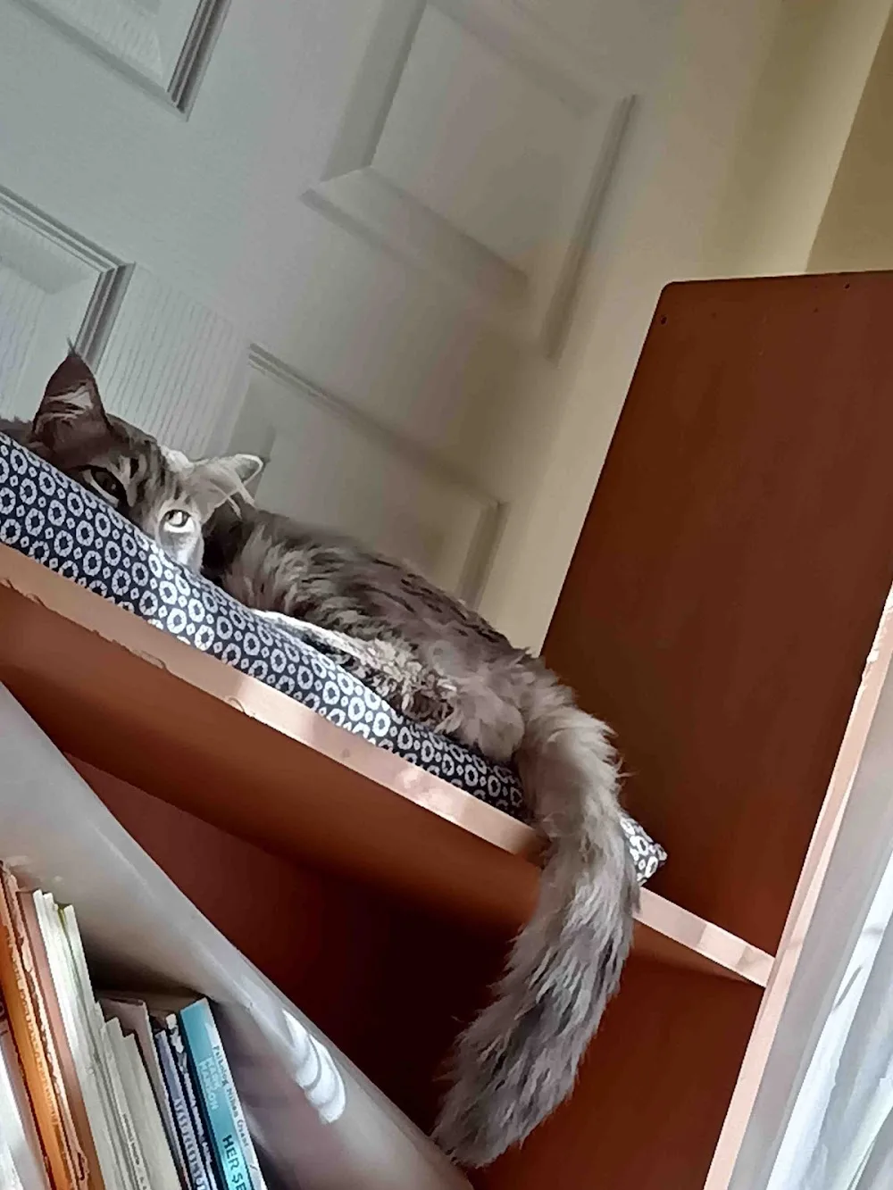 Ankara Kedi Pansiyonu - Ankara pet otel görseli 3