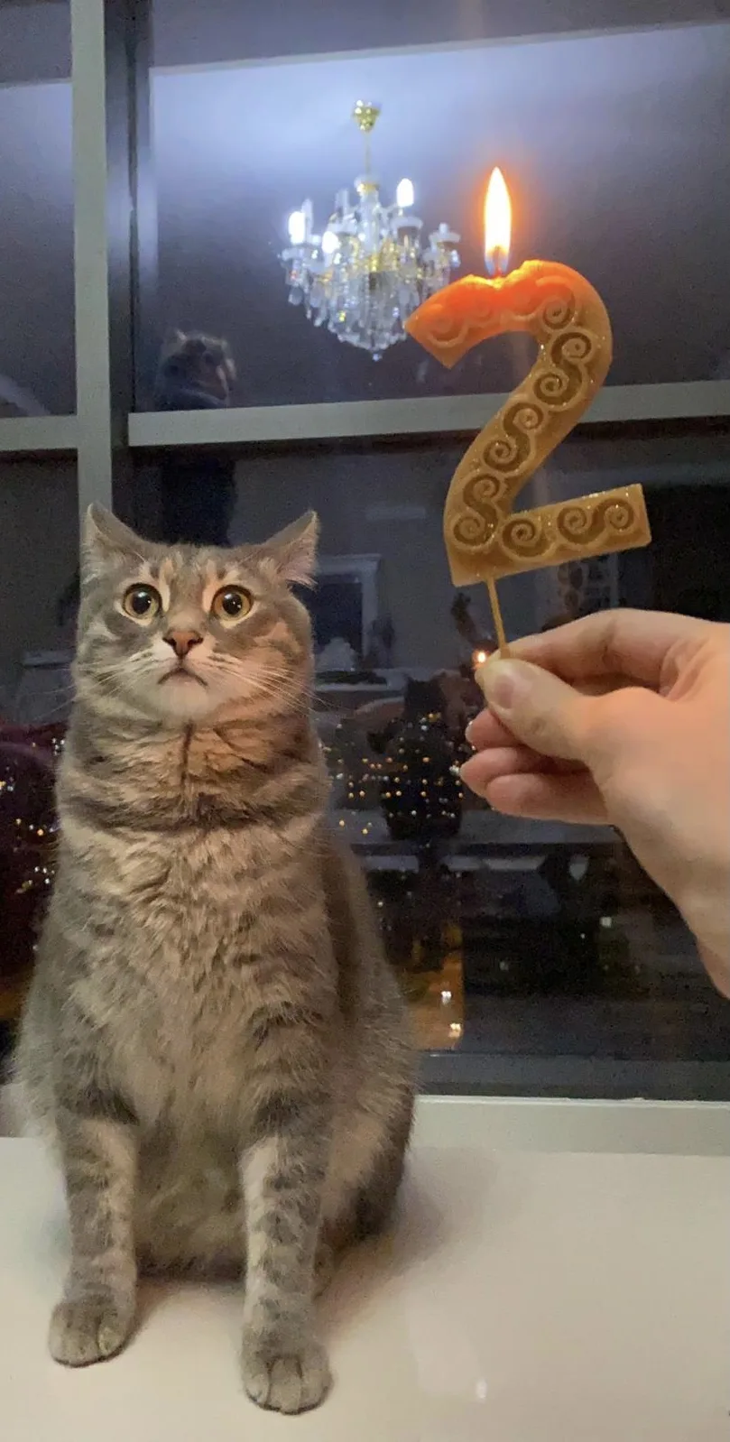 Ankara patili kedi oteli - Ankara pet otel