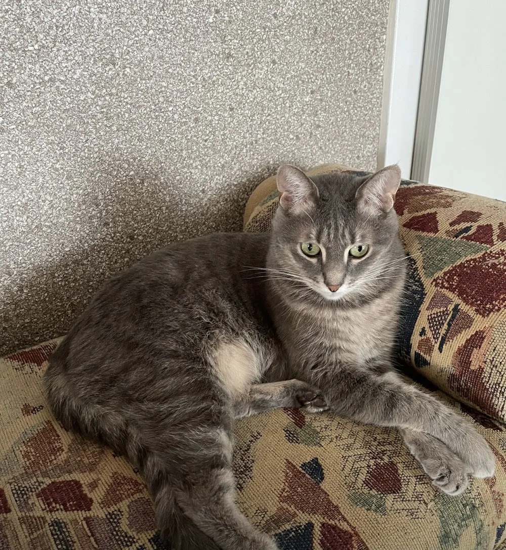 Ankara patili kedi oteli - Ankara pet otel görseli 3
