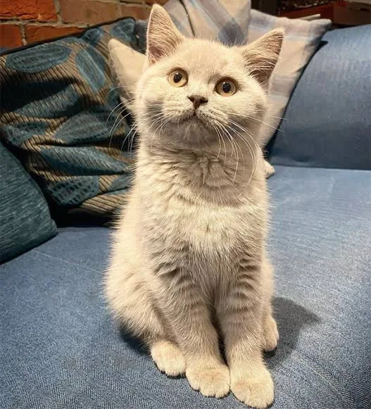 antalya kedi pet otel - xPet Otel