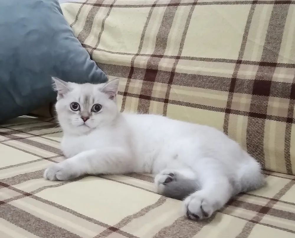 antalya kedi pet otel - xPet Otel görseli 3