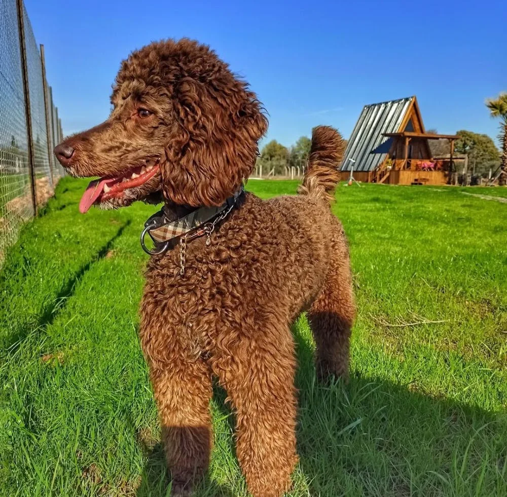 antalya köpek oteli - xPet Otel görseli 3