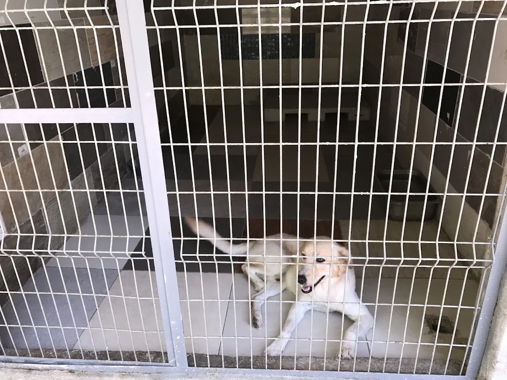 Antalya Köpek Pansiyon / PET OTEL / Köpek Üretim Çiftliği - LARA DOG KENNEL - Kalkan pet otel