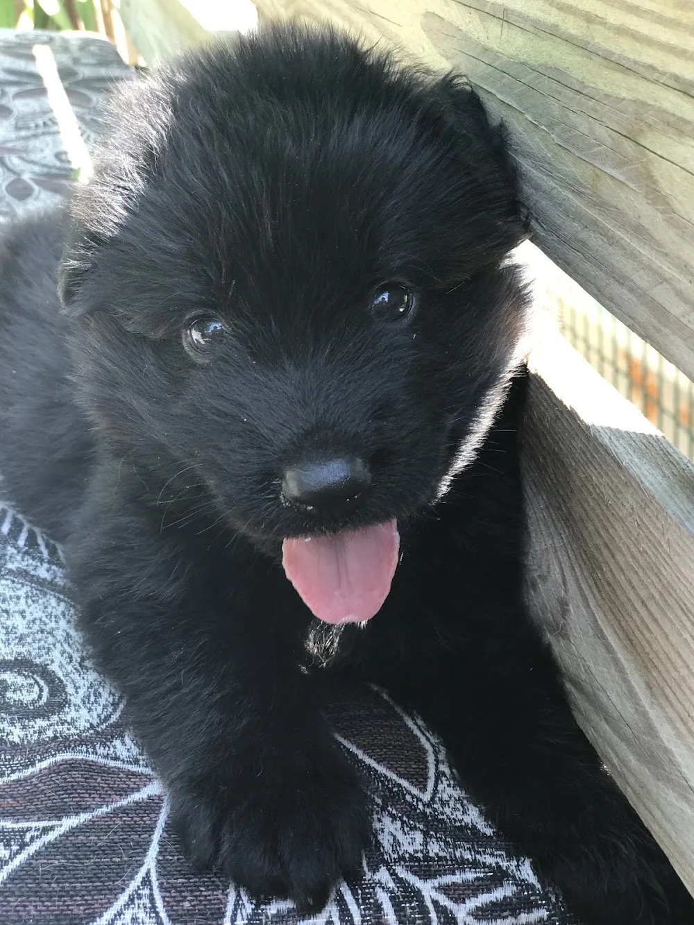 Antalya Köpek Pansiyon / PET OTEL / Köpek Üretim Çiftliği - LARA DOG KENNEL - Kalkan pet otel görseli 3