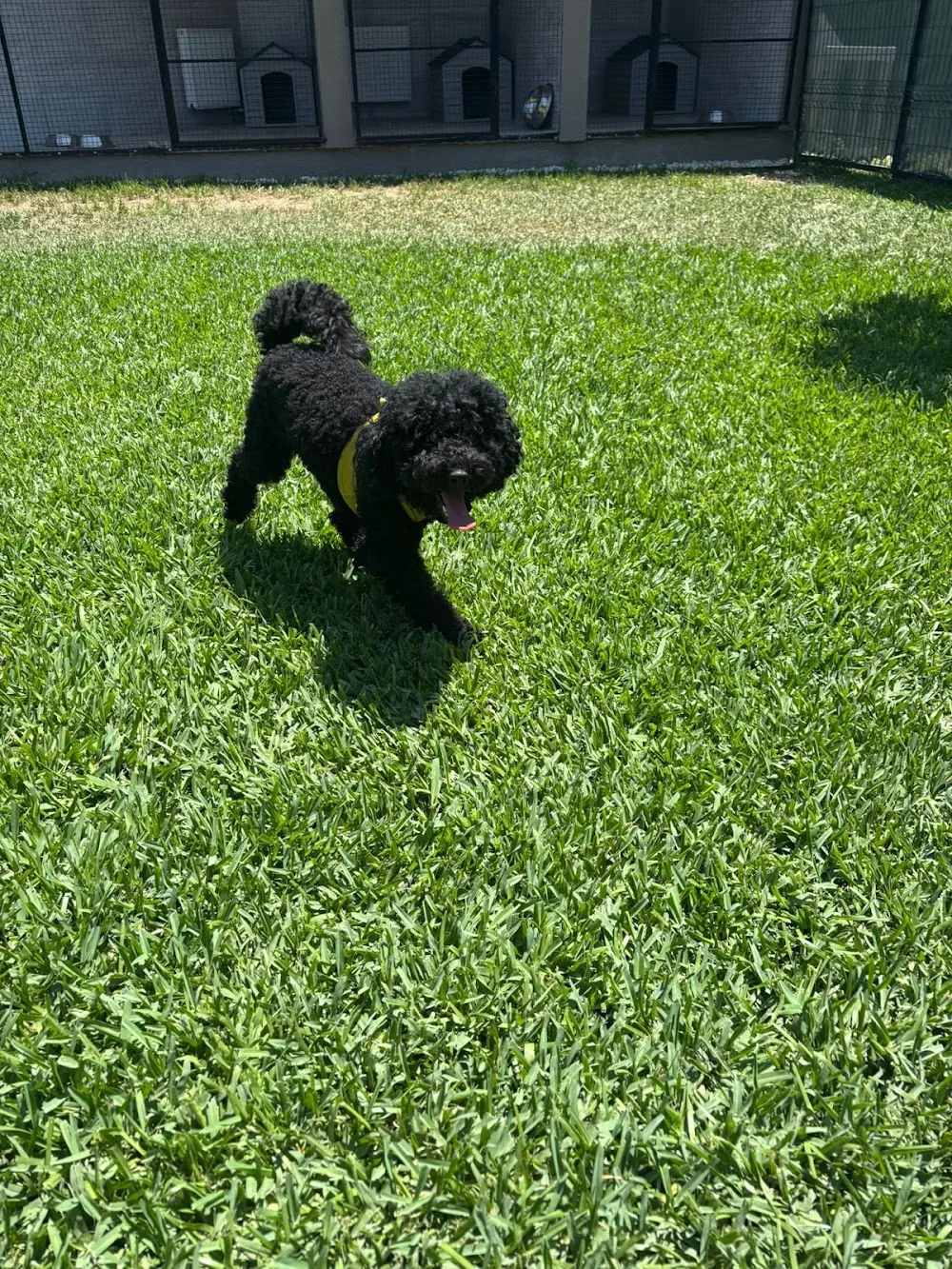 ANTALYA ZOOFEX PET HOTEL - xPet Otel görseli 6