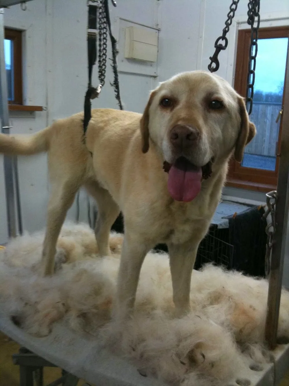 A1 Boarding Kennels & Cattery - Antrim and Newtownabbey pet otel görseli 3