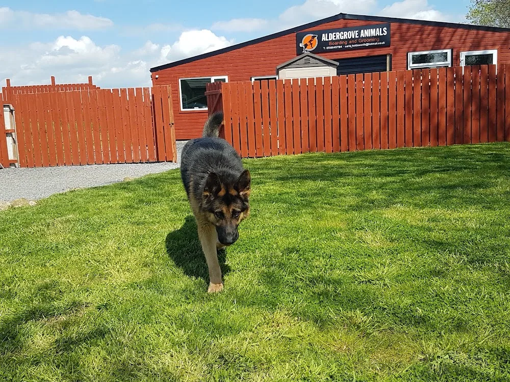 Aldergrove Animals Boarding Kennels & Dog Grooming - Antrim and Newtownabbey pet otel görseli 3