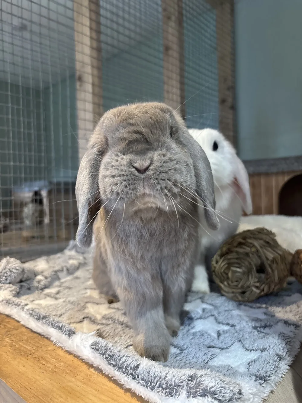Belfast Small Animal Boarding - Antrim and Newtownabbey pet otel