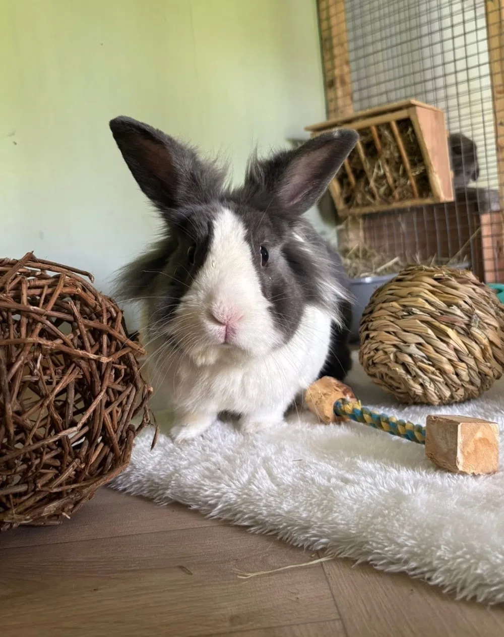 Belfast Small Animal Boarding - Antrim and Newtownabbey pet otel görseli 3