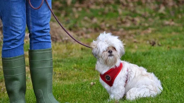 Breeny Boarding & Quarantine Kennels - Antrim and Newtownabbey pet otel