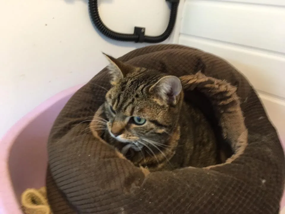 Crookedstone Cattery - Antrim and Newtownabbey pet otel