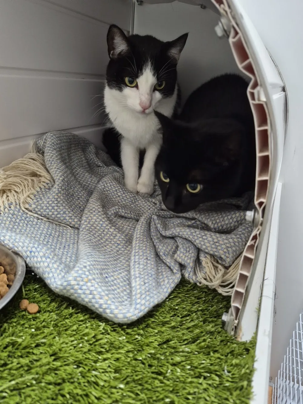 Paws & Claws - Antrim and Newtownabbey pet otel görseli 3