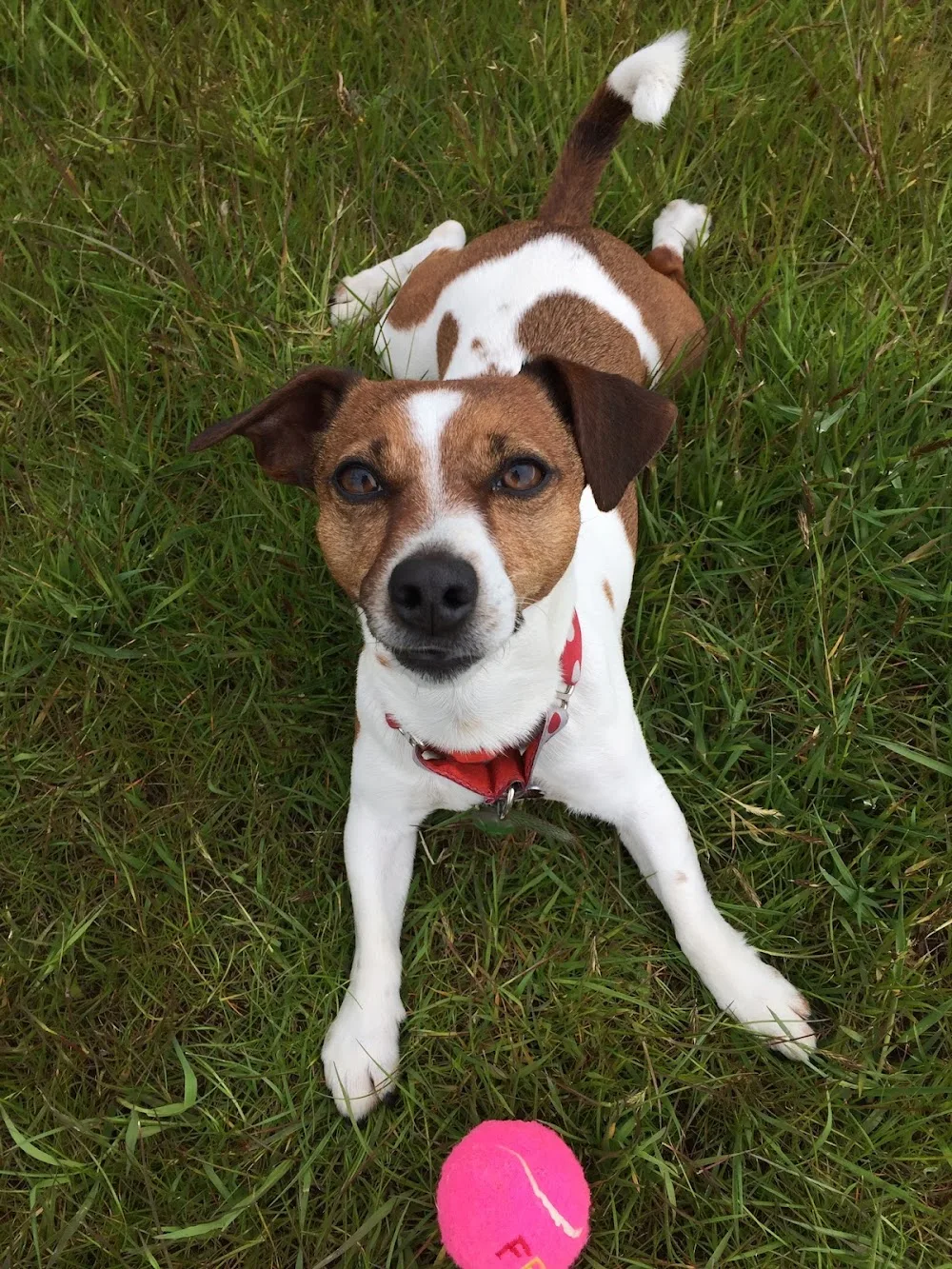 Rathmore Boarding Kennels - Antrim and Newtownabbey pet otel görseli 2