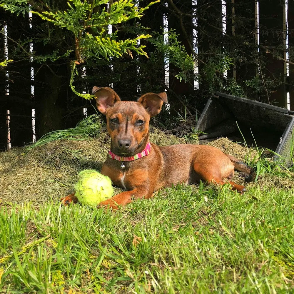 Rathmore Boarding Kennels - Antrim and Newtownabbey pet otel görseli 3
