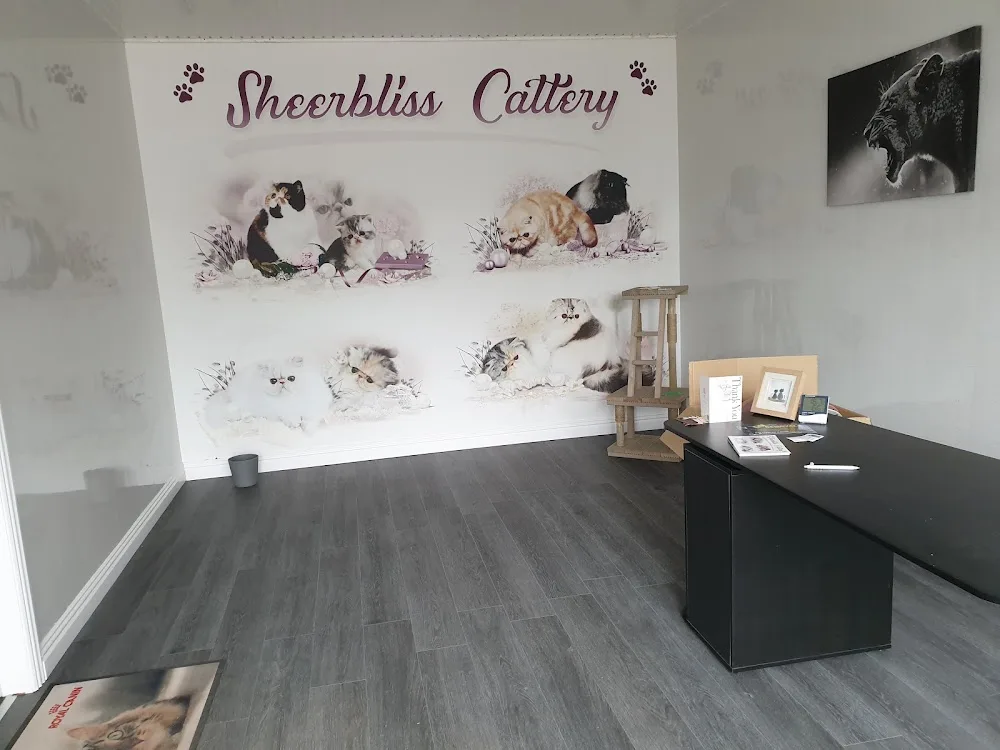 Sheerbliss Cattery - Antrim and Newtownabbey pet otel görseli 3