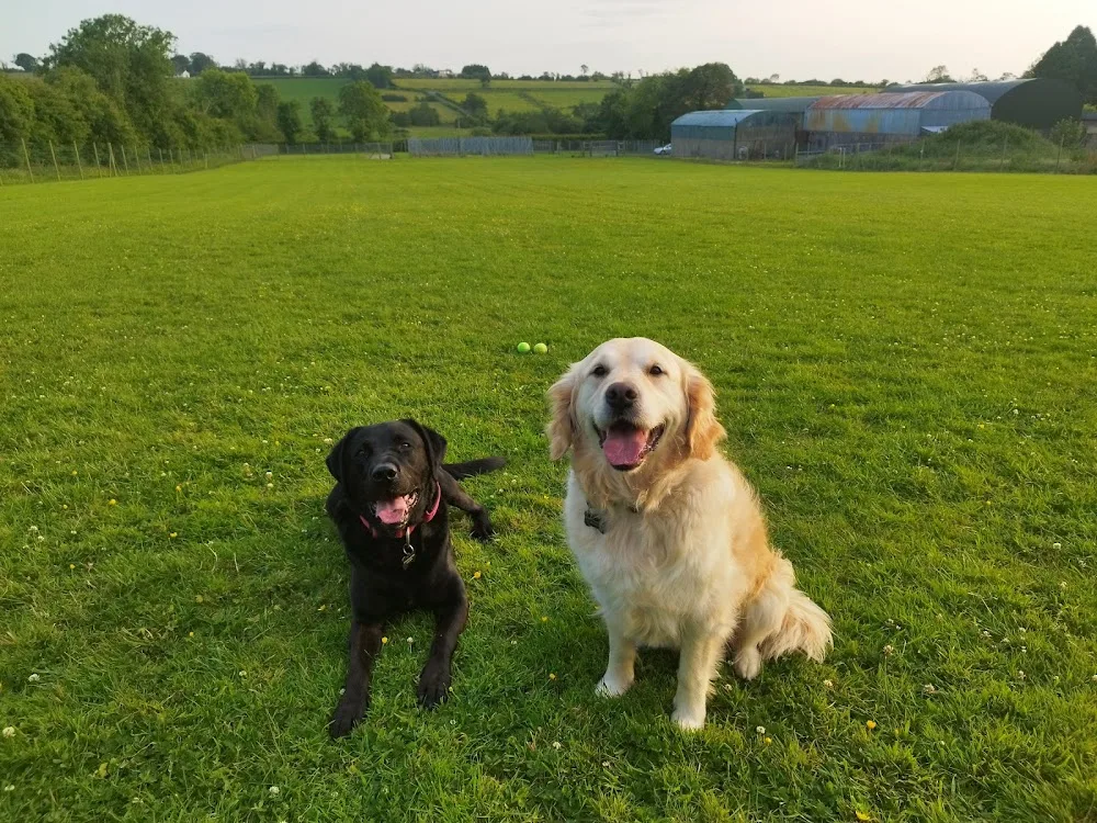 Smithvale Kennels - Antrim and Newtownabbey pet otel görseli 2