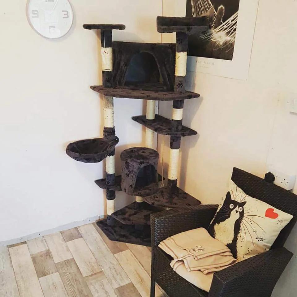 Tinkerbells Cattery Newtownabbey - Antrim and Newtownabbey pet otel görseli 3