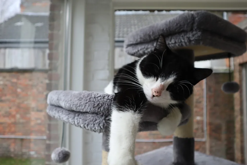 Cat Resort - Antwerp pet otel görseli 2