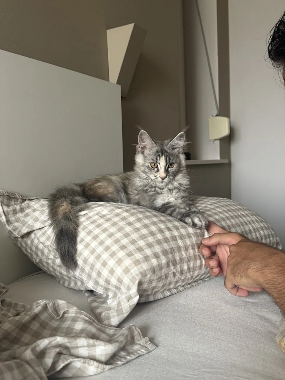 Cattery My Joy of Life - Antwerp pet otel