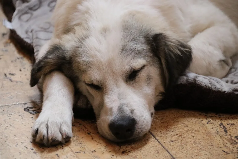 Doggy's Day Out - Antwerp pet otel görseli 3