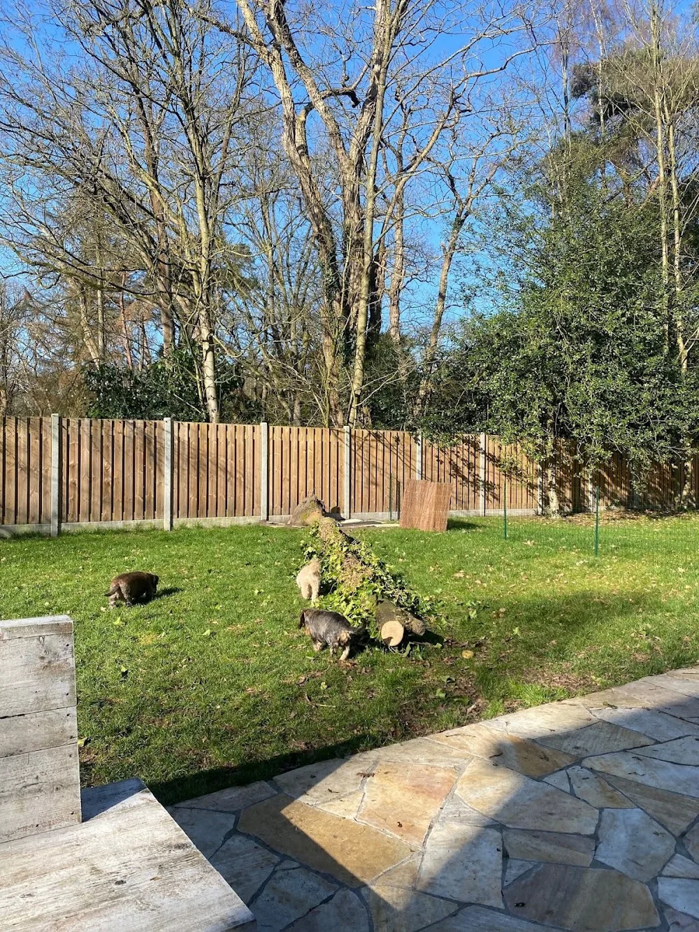 Dogi Stay - Antwerp pet otel görseli 3
