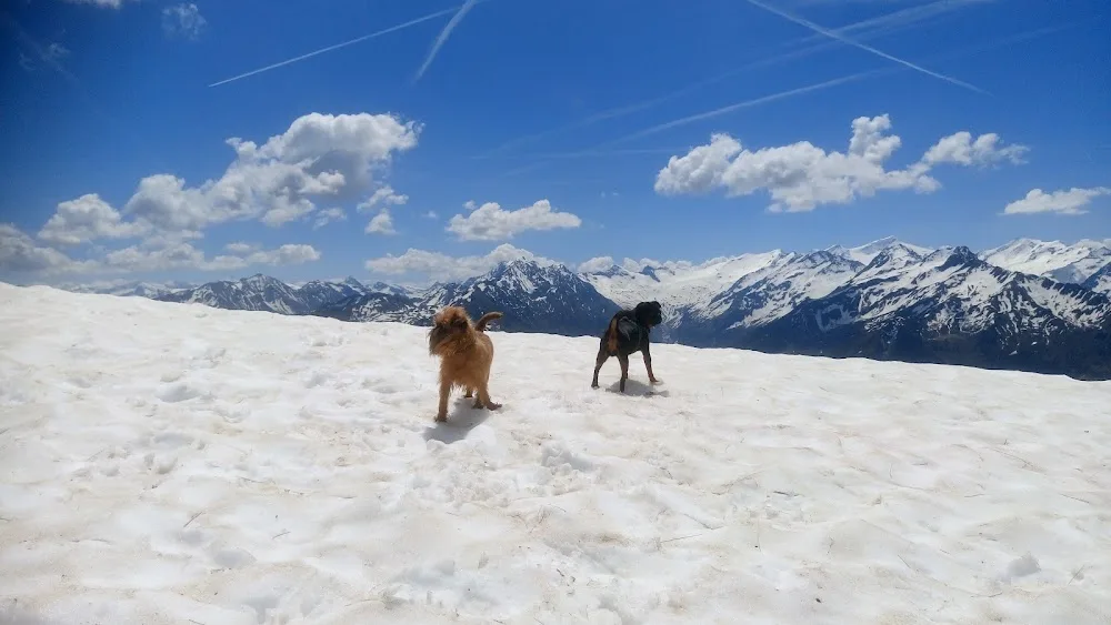 Griffon Kennel d'Hecerna - Antwerp pet otel