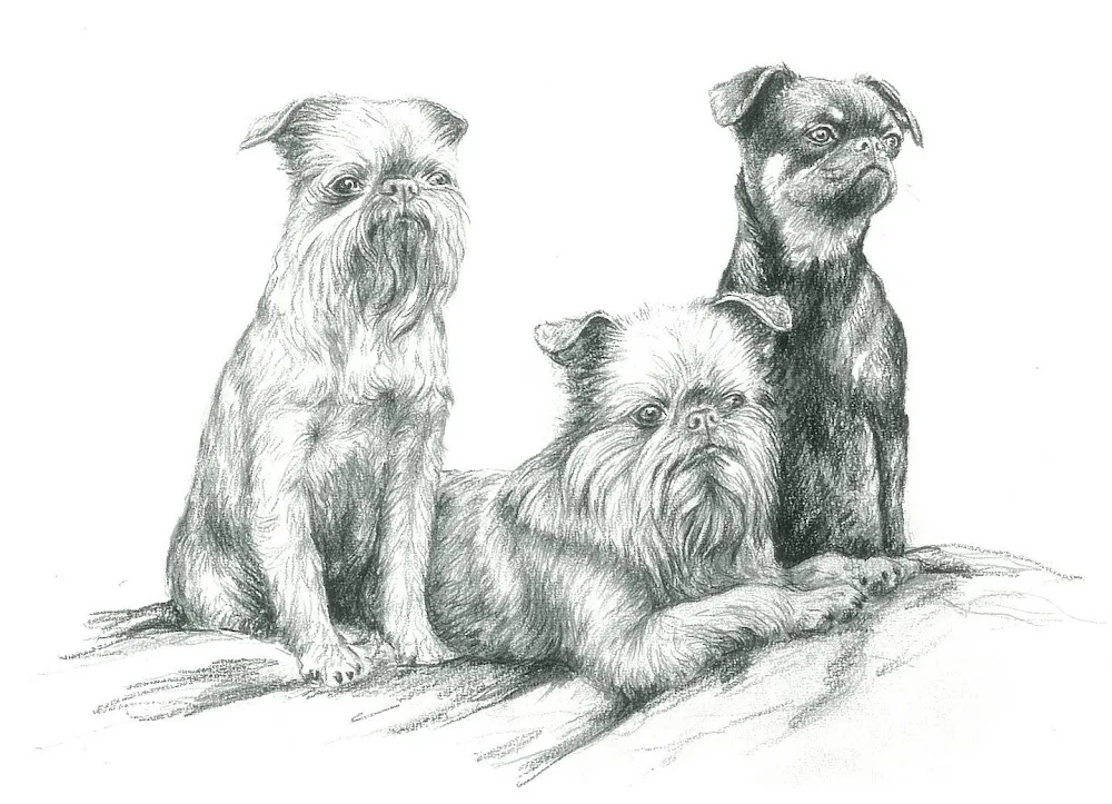 Griffon Kennel d'Hecerna - Antwerp pet otel görseli 3