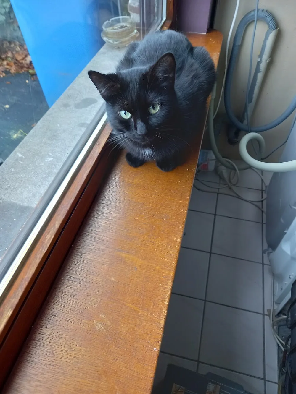 Kattenpension Youka - Antwerp pet otel görseli 3