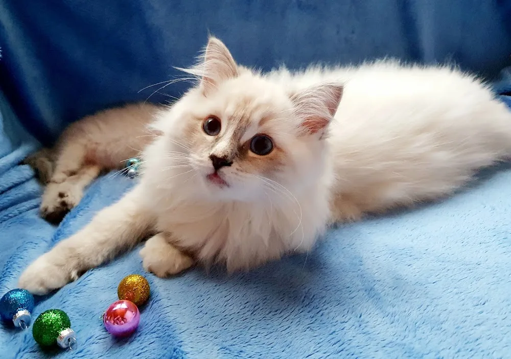 Ragdoll Cattery A Cat's Tale - Antwerp pet otel görseli 2