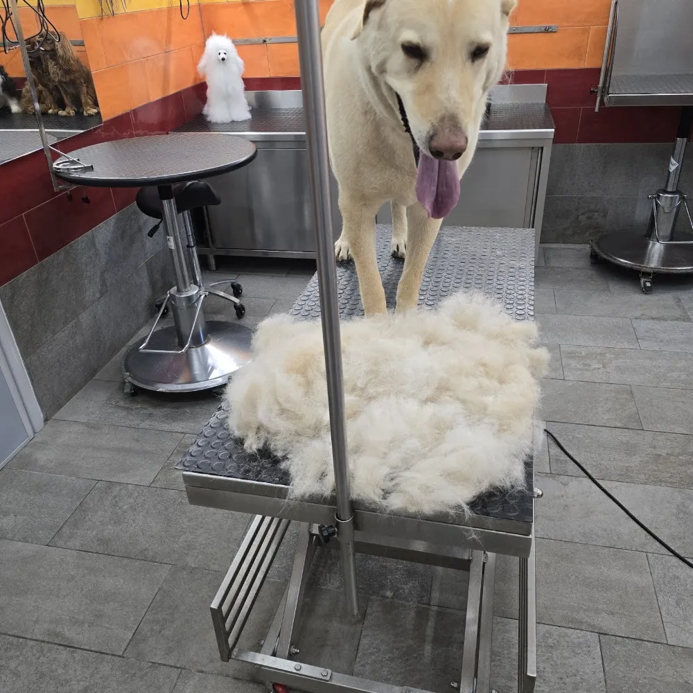 Amici a 4 Zampe allevamento cani, pensione e toilettatura, corsi di base e Pet-Therapy, - Aosta Valley pet otel