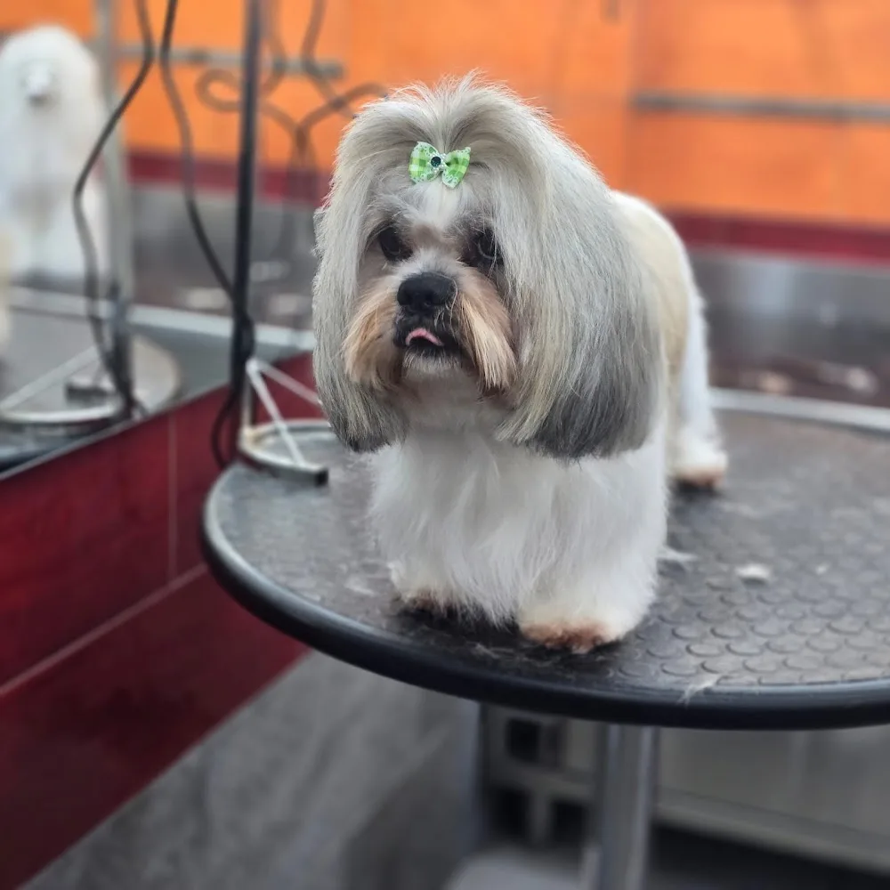 Amici a 4 Zampe allevamento cani, pensione e toilettatura, corsi di base e Pet-Therapy, - Aosta Valley pet otel görseli 3