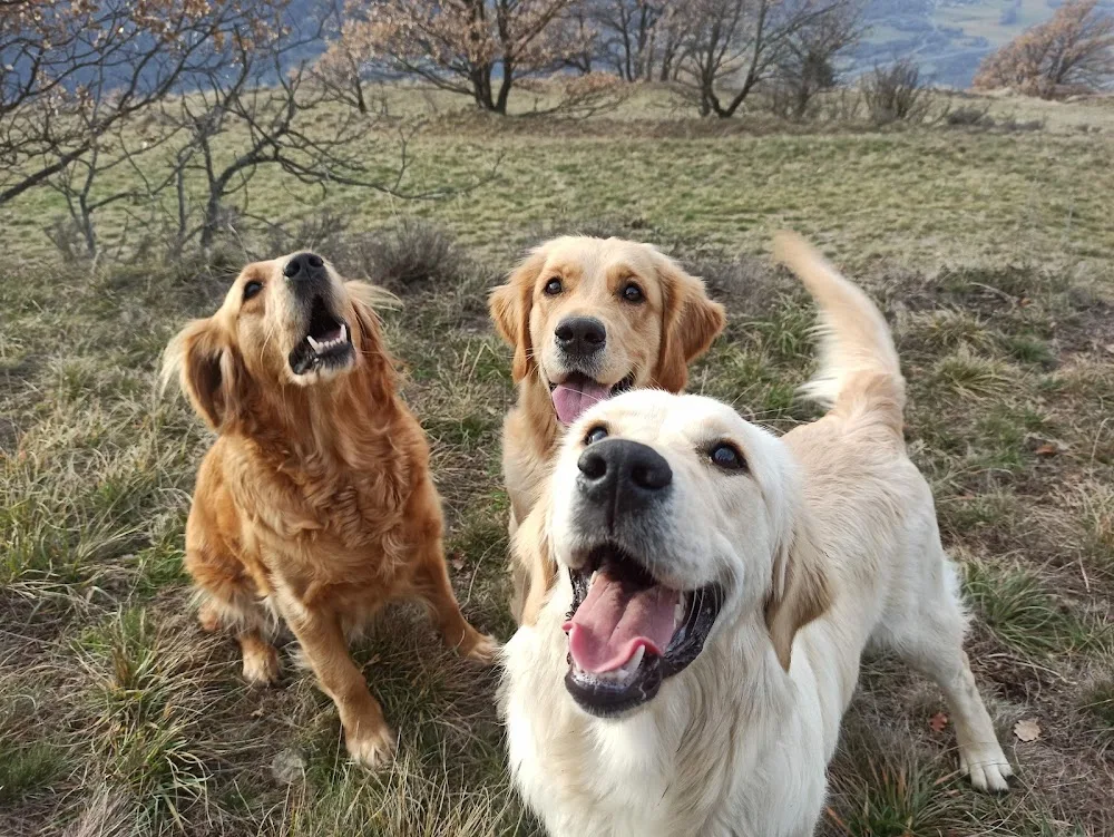 Impronta Dorata - Pensione per cani di Luana Furno - Aosta Valley pet otel görseli 3