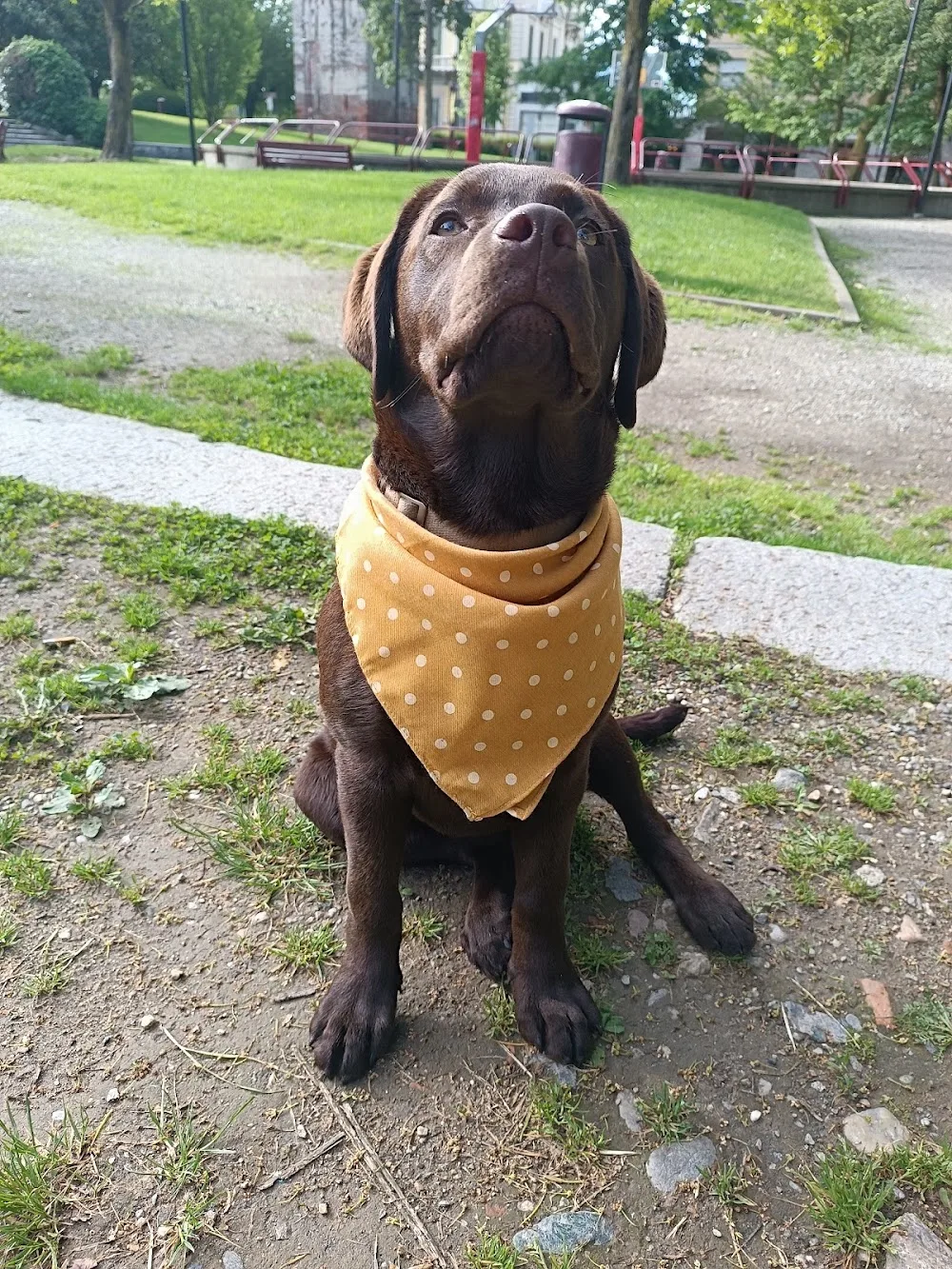 Pensione per cani Megan & Co e Allevamento Labrador Alpine otter - Aosta Valley pet otel