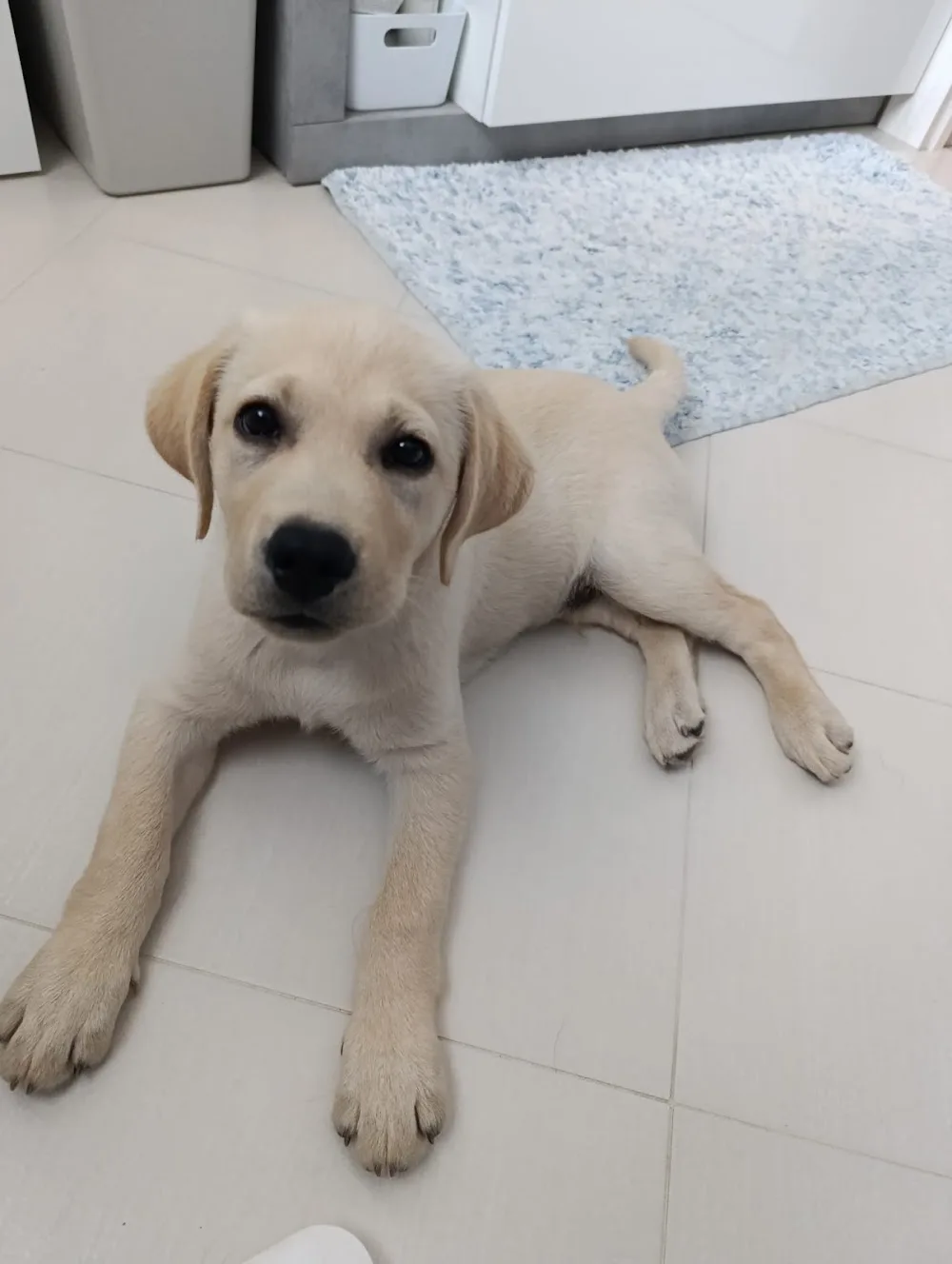 Pensione per cani Megan & Co e Allevamento Labrador Alpine otter - Aosta Valley pet otel görseli 3