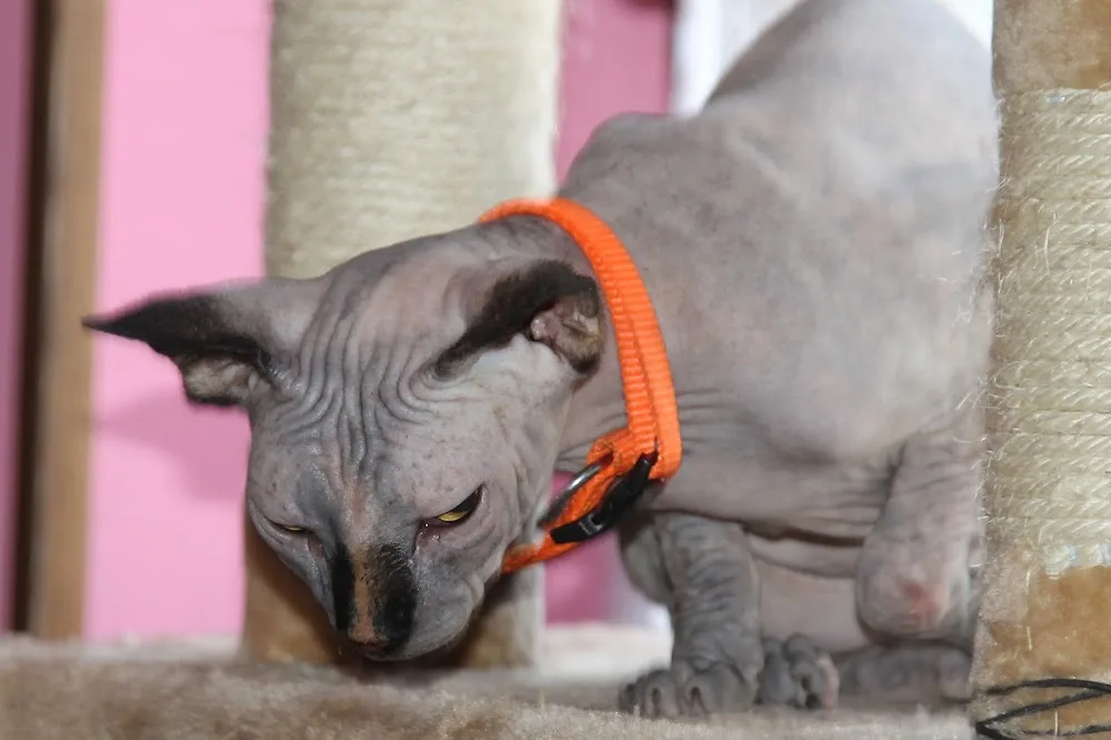 Sphynx du Comté de Savoye - Aosta Valley pet otel