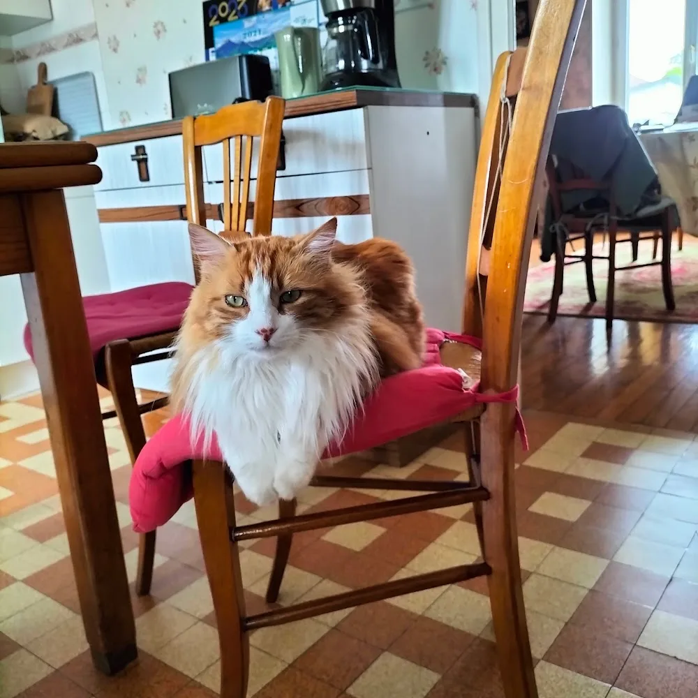 Sereni'cat - Aoste pet otel görseli 5
