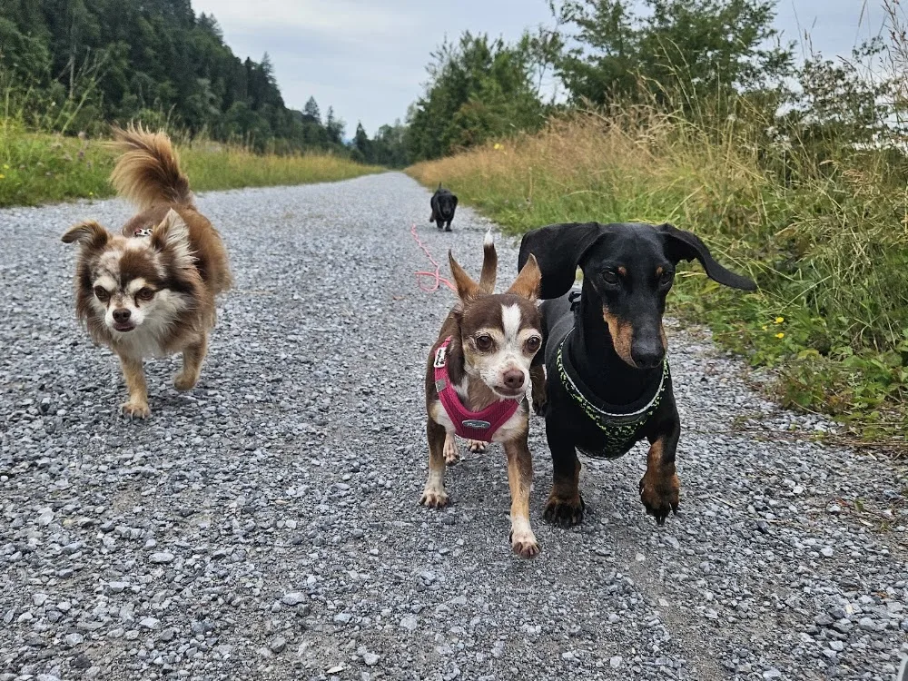 Hundebetreuung Gommiswald - Appenzell Ausserrhoden pet otel görseli 3