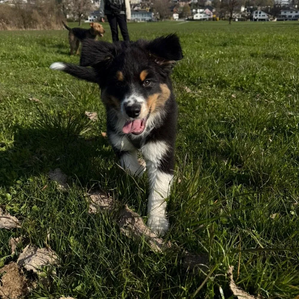 Hundebetreuung Gommiswald - Appenzell Ausserrhoden pet otel görseli 5