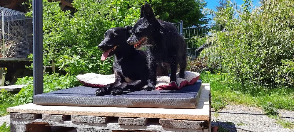 Aebi Dog - Hundepension - Appenzell Innerrhoden pet otel görseli 3