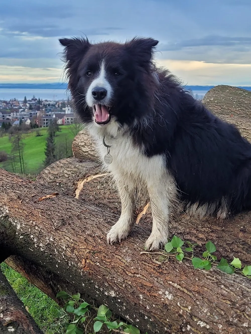 Dog Service Alpstein - Appenzell Innerrhoden pet otel görseli 3